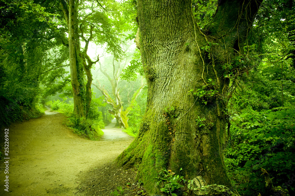 Forest Pathway Forest Pathway