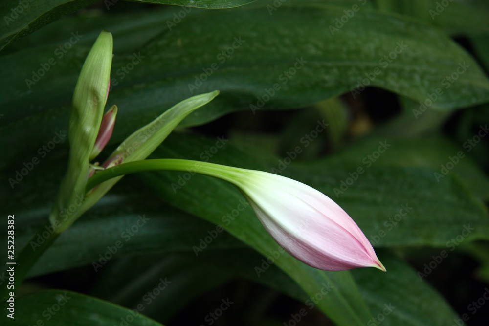 Pink flower bud Pink flower bud
