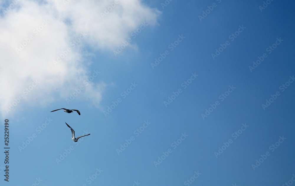 Flaying seagull Flaying seagull