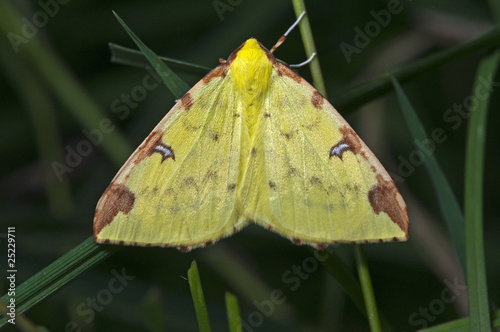 brimstone moth at dusk