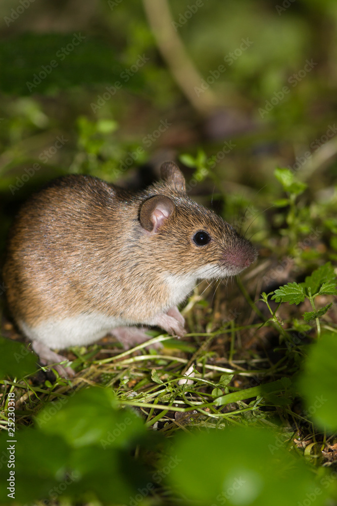 Striped Field Mouse, Apodemus agrarius Striped Field Mouse, Apodemus agrarius
