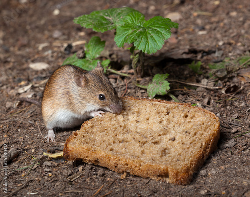 Striped Field Mouse, Apodemus agrarius photo