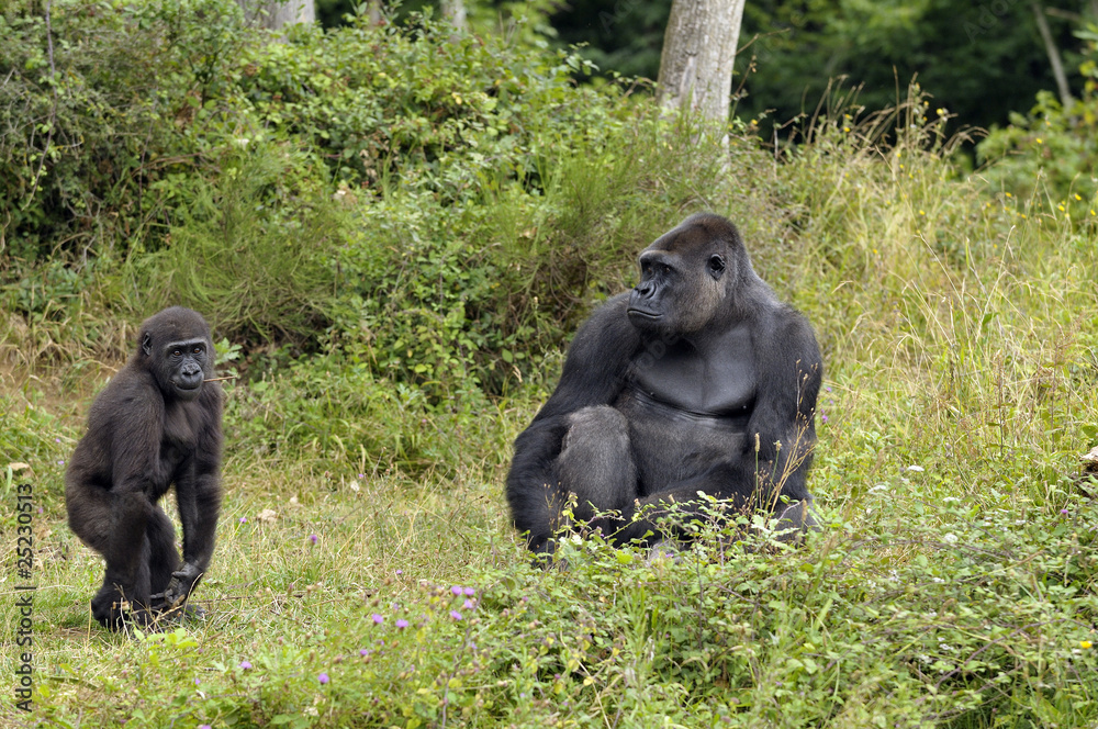 Obraz premium Gorille et son petit