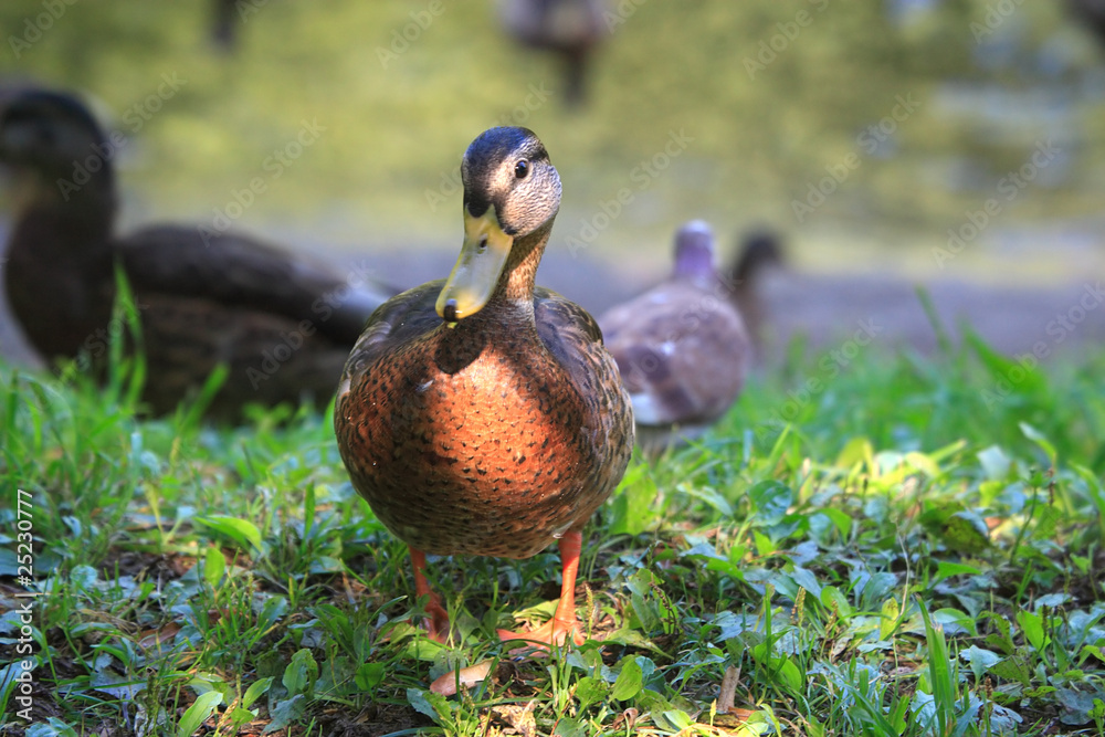 Fototapeta premium Duck mallard