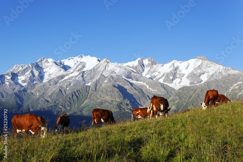 bétail de montagne