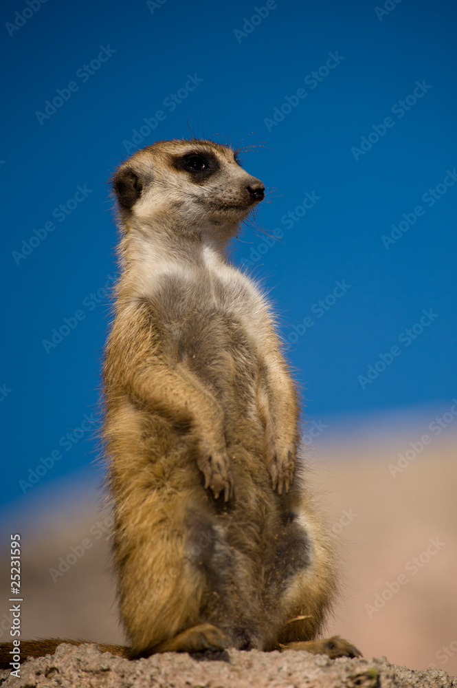 Fototapeta premium Suricate or meerkat against blue sky.