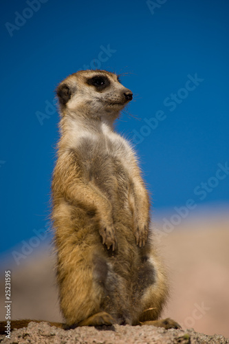 Suricate or meerkat against blue sky.