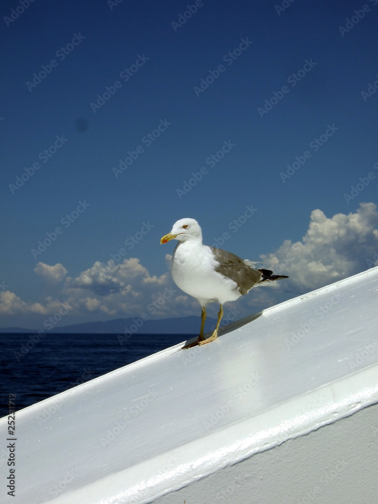 Obraz premium Gabbiano guarda il mare