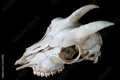 Goat skull