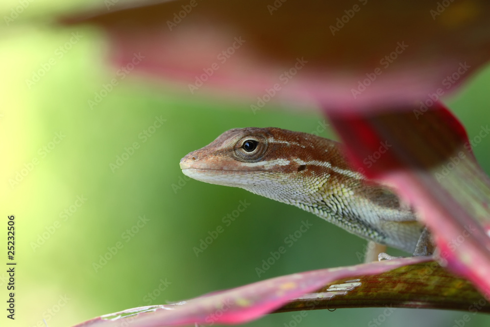 Anolis auratus - (Polychrotidae sauria) Anolis auratus - (Polychrotidae sauria)