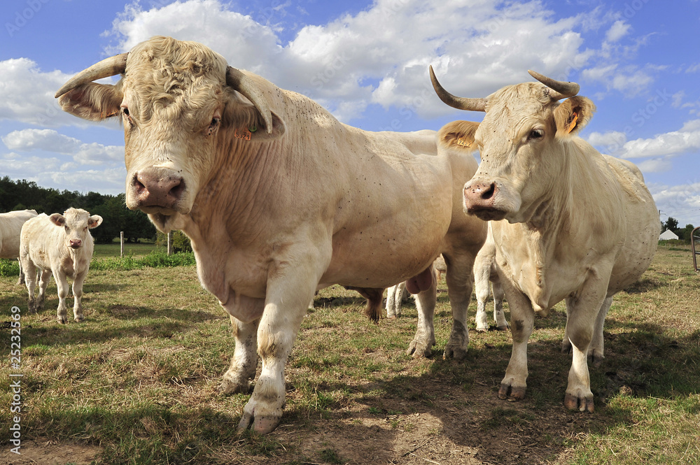 un couple vache de tronche, France