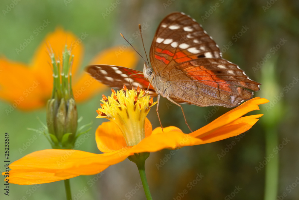 Fototapeta premium Anartia amathea