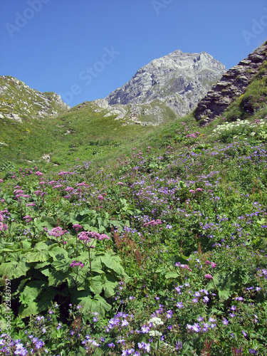 Blühende Bergwiese