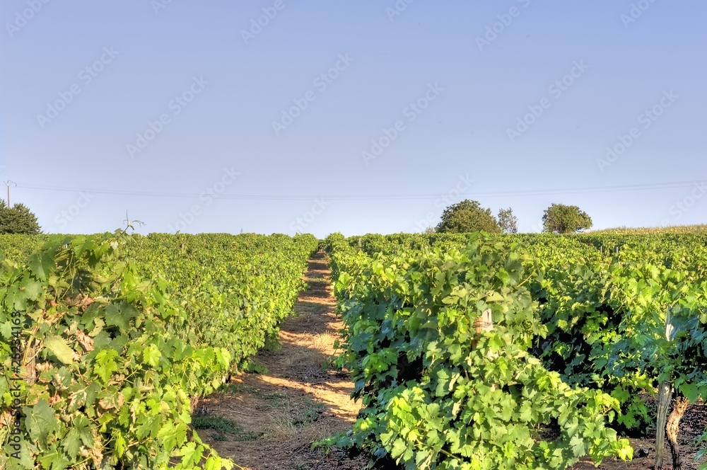 Obraz premium HDR de vignes de la région de Cognac