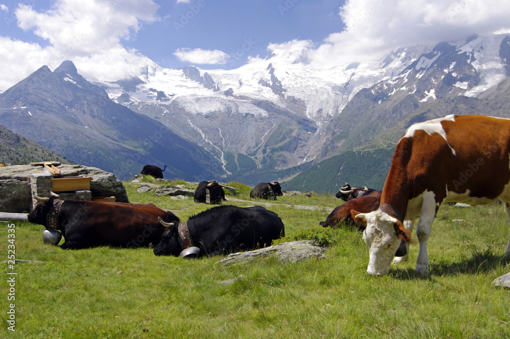Die Käseproduzenten der Schweizer
