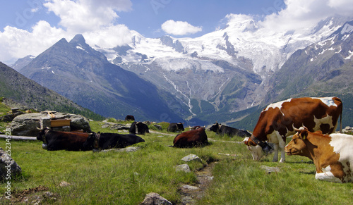 Zwischen Gletscher und Almen