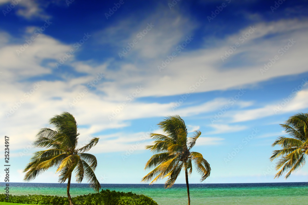 Fototapeta premium Palm trees and sky