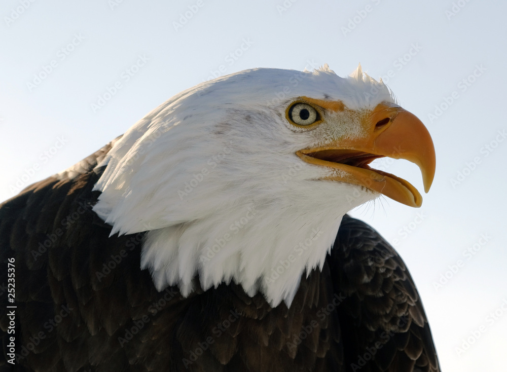Obraz premium Bald eagle