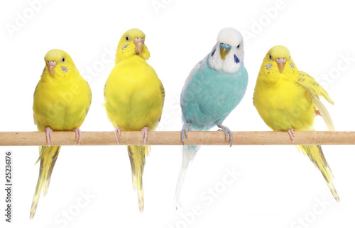 Fotografia Blue and three yellow budgerigars on a branch