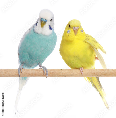 Fotografia Blue and yellow budgerigars on a branch
