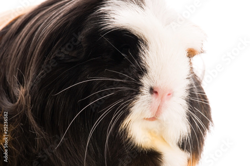 guinea pig isolated on the white background. coronet