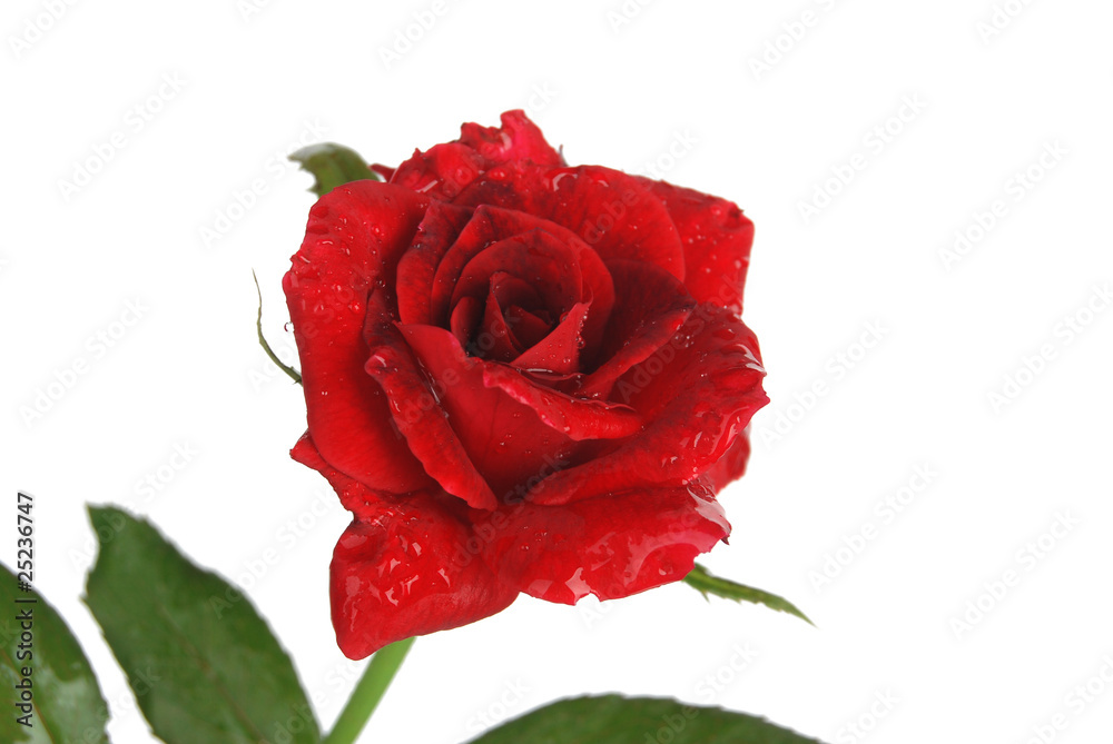 Fototapeta premium monthly rose