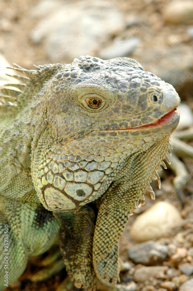 Fototapeta premium iguana