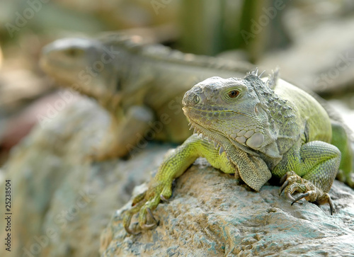 iguana