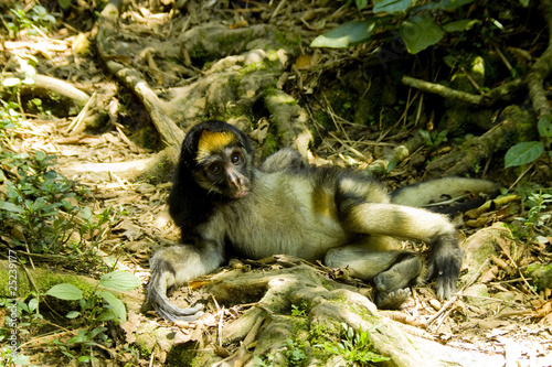 Resting clawed monkey in the amazon jungle