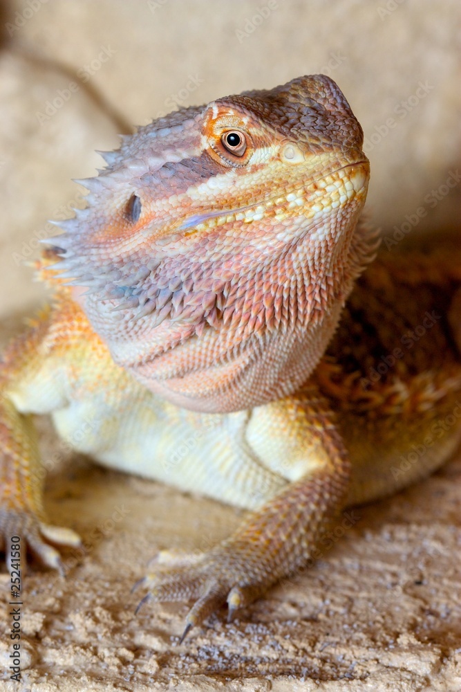 Obraz premium Bearded Dragon