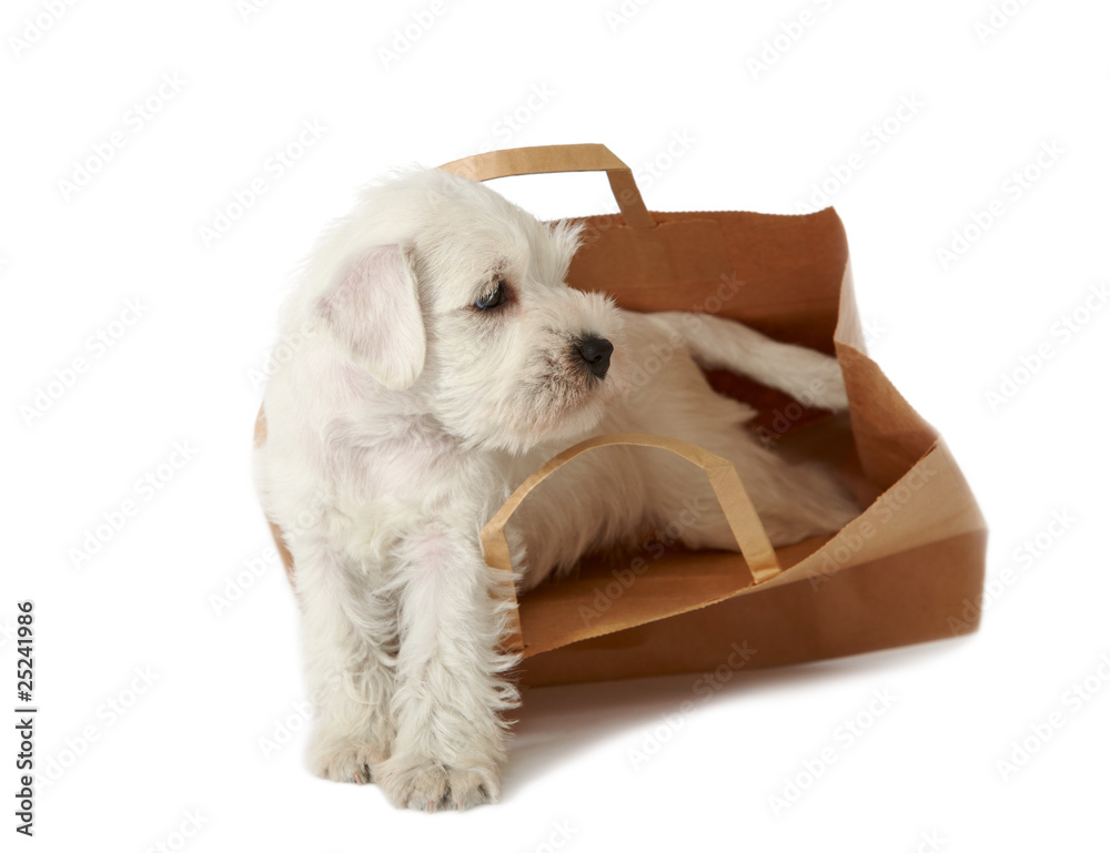 custom made wallpaper toronto digitalpuppy in a shopping bag