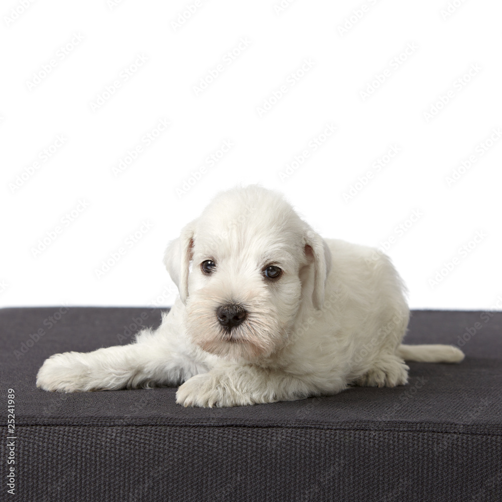 Obraz premium white schnauzer puppy