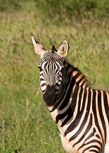 african Zebra