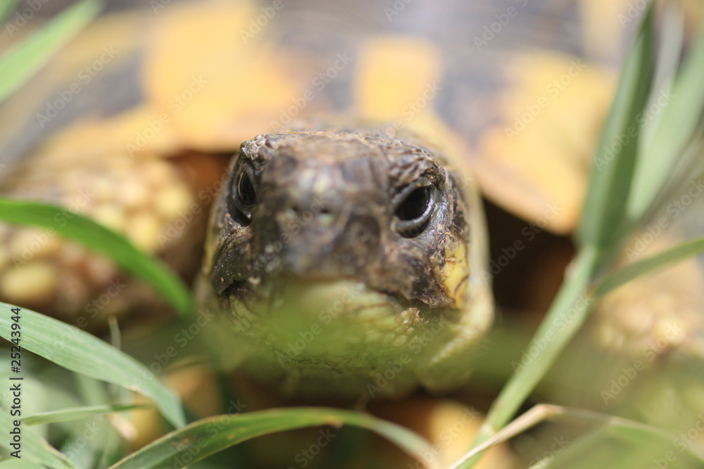 Fototapeta premium tête de tortue