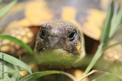 tête de tortue