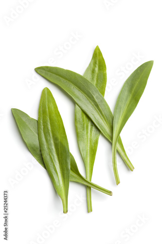 Fresh raw sea aster leaves close up