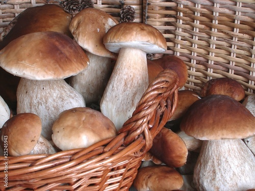 Tableau sur toile Steinpilze (king bolete - cepe - Boletus edulis)