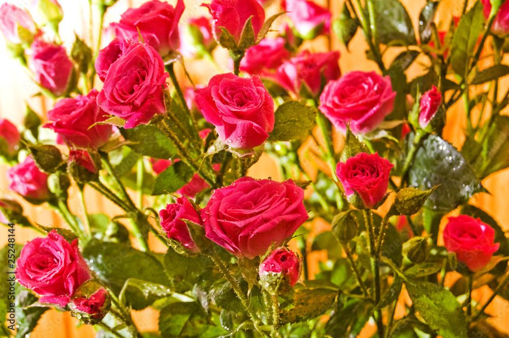 Pink roses. Pink roses.