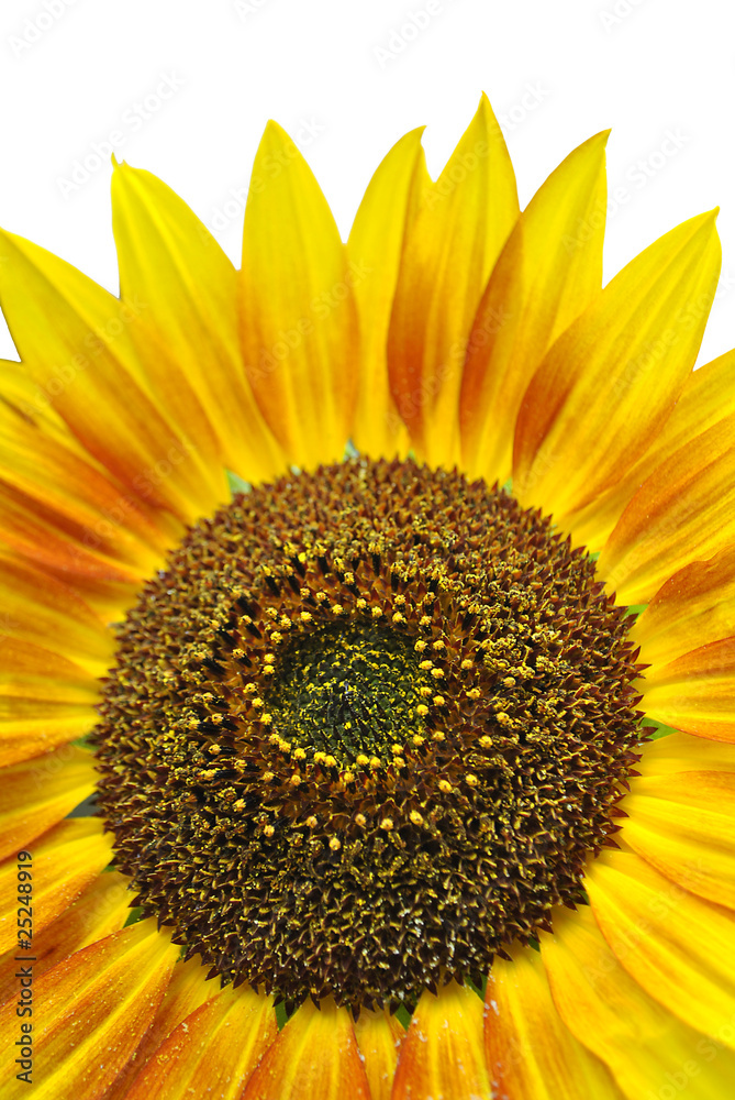 Naklejka premium sunflower