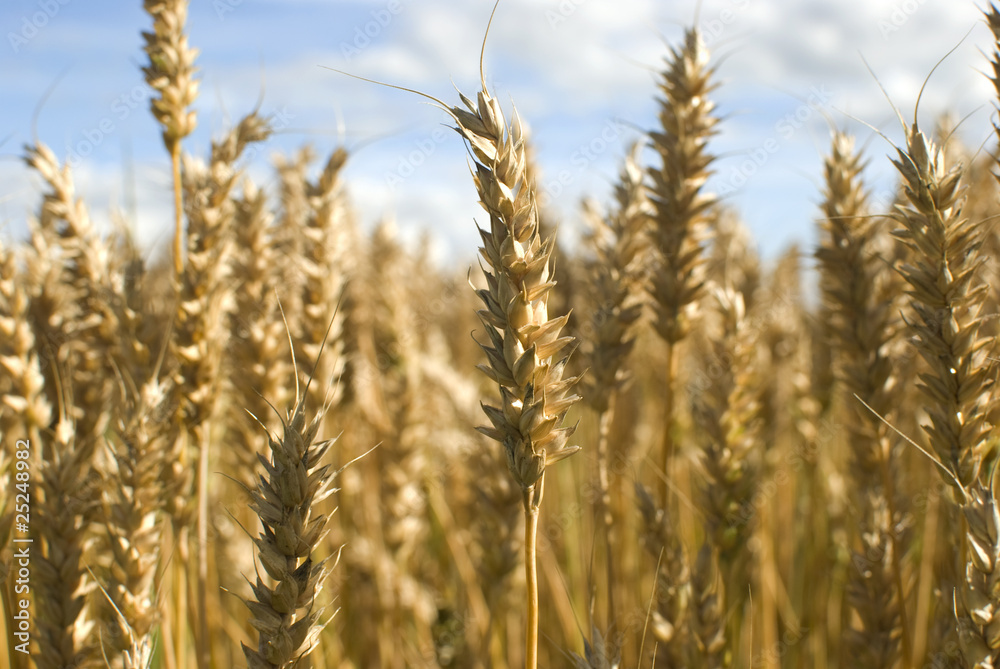 Golden wheat field.