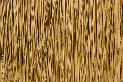 texture of cane dry