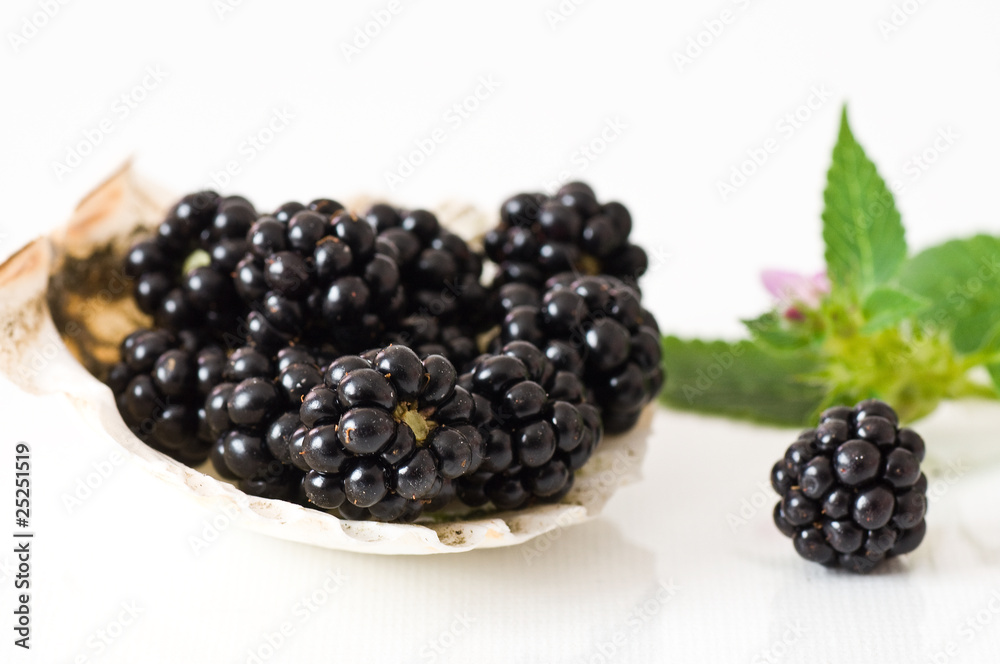 mures et menthe sauvage mures et menthe sauvage