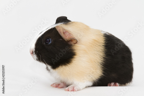 Odorable guinea pig