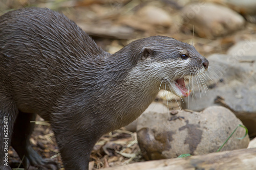 The River Otter