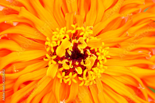 Close up shot of Zinnia flower background