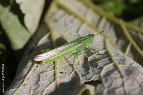 Sauterelle verte