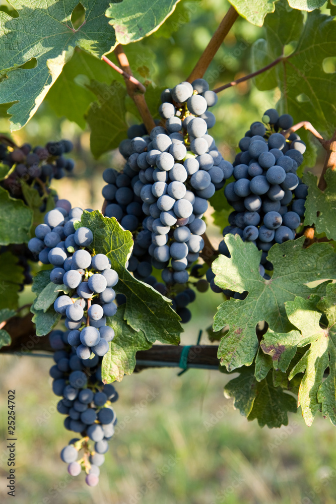 tuscany vineyards