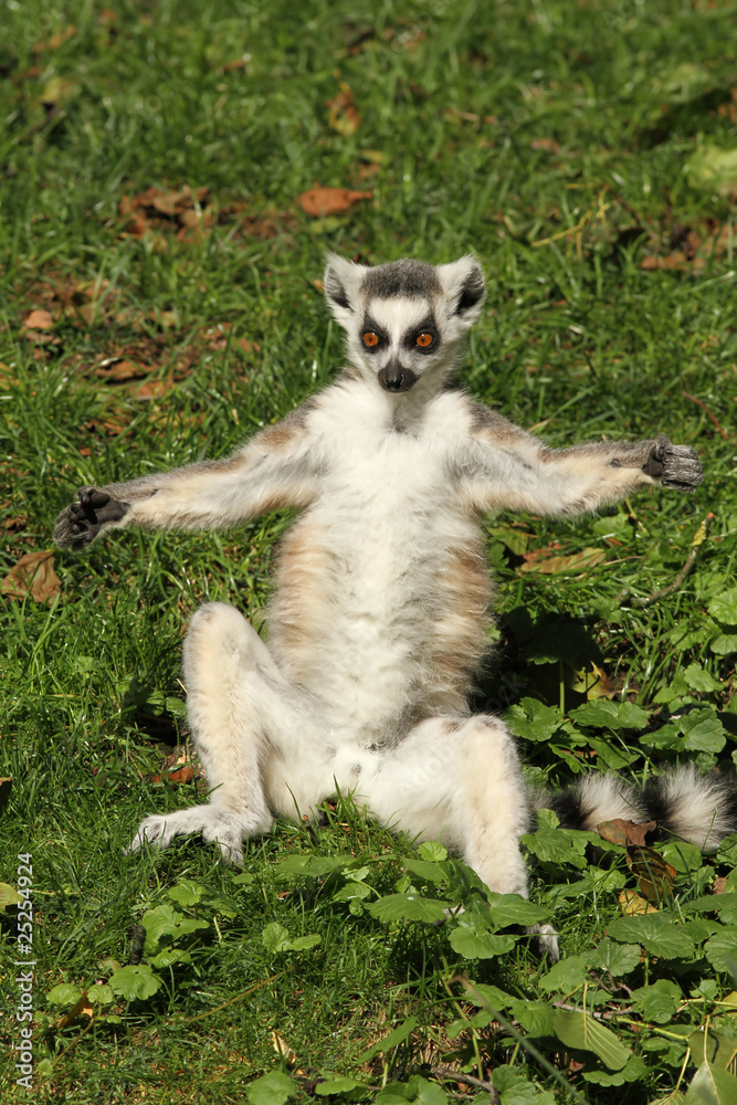 Ring-tailed lemur sunbathing in the grass Ring-tailed lemur sunbathing in the grass