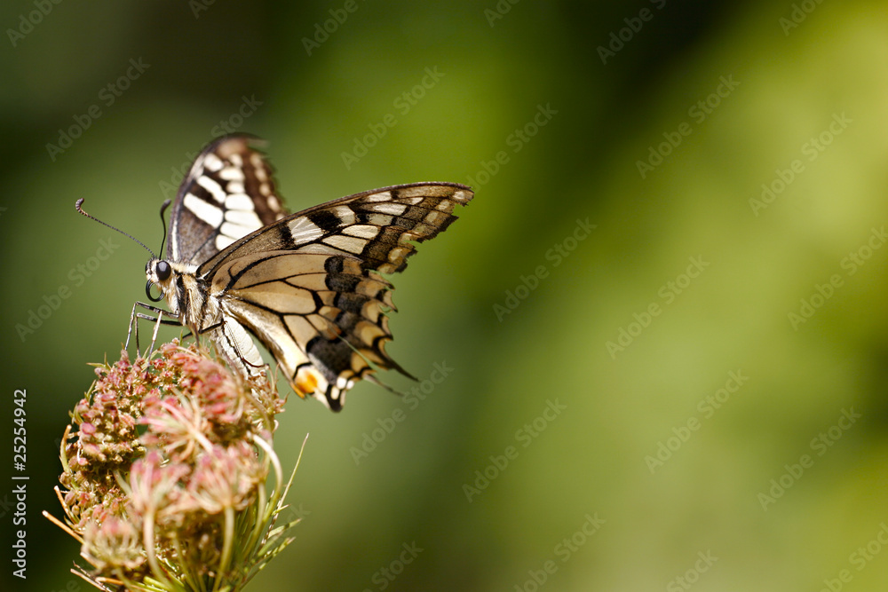 Obraz premium papillons ( Machaon ) sur une fleur