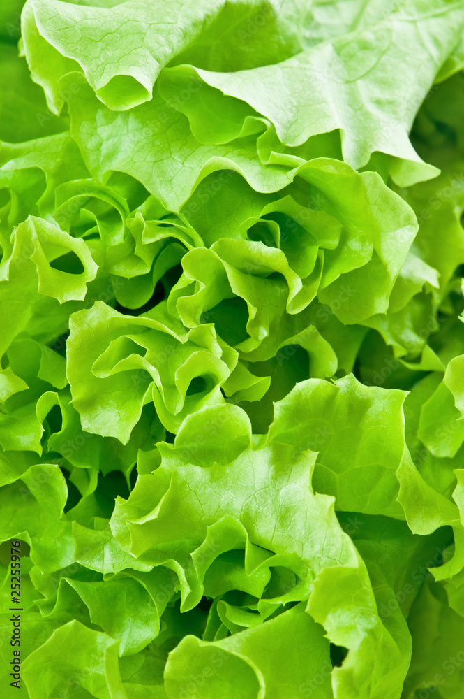 Leaves of green salad Leaves of green salad
